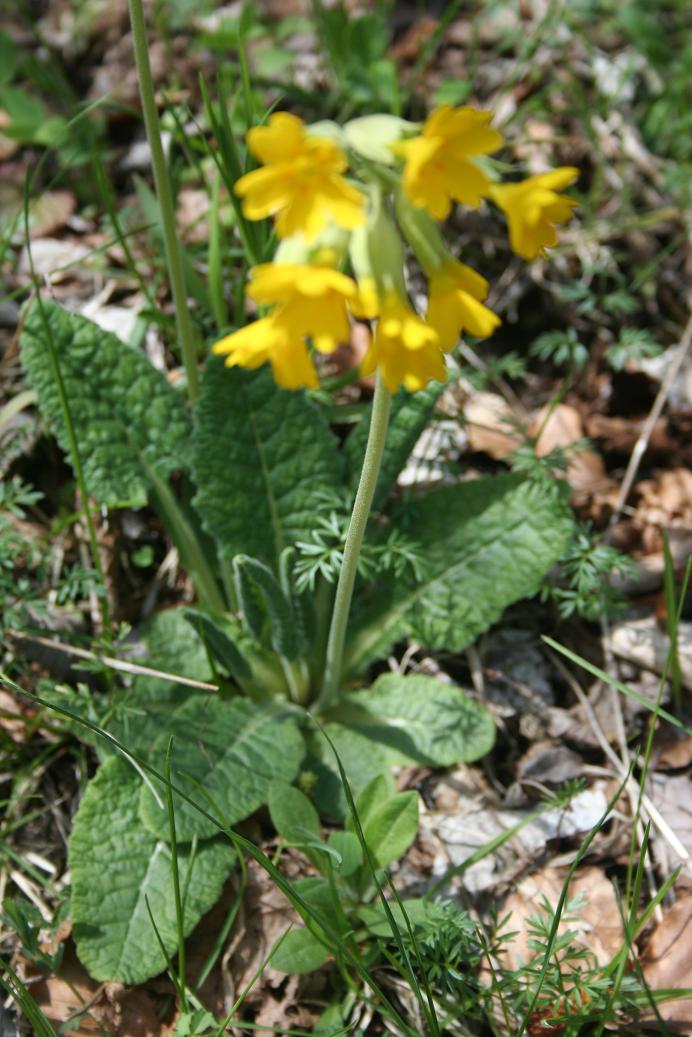 Primula veris / Primula odorosa